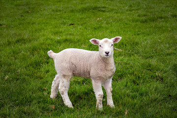 One lamb in a field in spring, close up