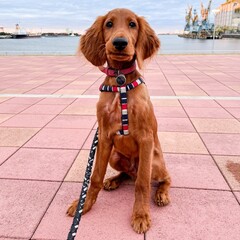 dog on the street