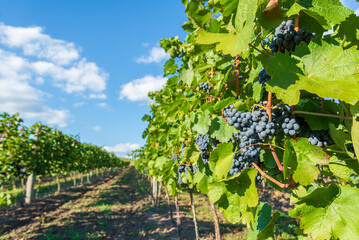 vines planted in long rows, the grapes will soon be ready for harvest. - 567550188