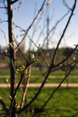 Young tree branches in spring