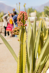 Obraz premium Cadelabrum cardon plant, known as the species Euphorbia candelabrum Trémaux ex Kotschy, belongs to the plant family Euphorbiaceae.