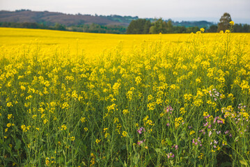 Fototapeta premium campo con flores 