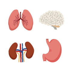 Human Internal organs, cartoon anatomy body parts brain and lungs, stomach and kidneys, vector illustration