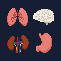 Human Internal organs, cartoon anatomy body parts brain and lungs, stomach and kidneys, vector illustration