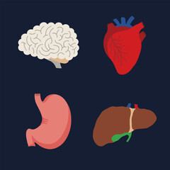 Human Internal organs, cartoon anatomy body parts brain and heart, stomach and liver with gall bladder, vector illustration
