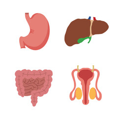 Human Internal organs, cartoon anatomy body parts, stomach with intestinal system, liver with gall bladder and male reproductive system, vector illustration