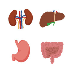 Human Internal organs, cartoon anatomy body parts, stomach with intestinal system, kidneys and liver with gall bladder, vector illustration