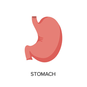 Human Internal organs, cartoon anatomy body part stomach, vector illustration