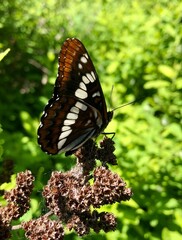 butterfly on a flower