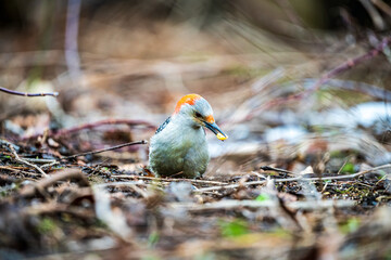 Red Bellied Woodpercker on the ground in winter