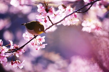 満開の美しい桜と可愛いメジロ