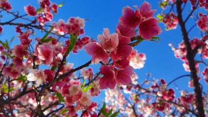 Sakura