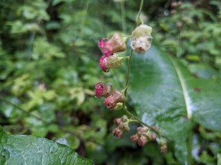 Close-up of Fringe Cup (Tellima grandiflora) flowers, both the fully mature pink ones and the slightly older white blossoms, growing from a single stalk in selective focus, with a lush green woodland.