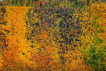 Autumn foliage colors in Vienna public park, Austria