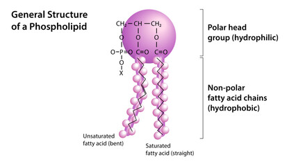 General Structure of a Phospholipid - Structural Formula - Vector Medical Illustration