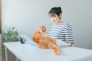 在宅勤務の仕事の邪魔をする猫とテレワークする女性(ネコハラ)
