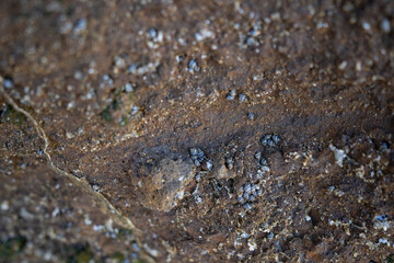 Caracoles Roca Océano Mar