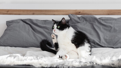 Green eyes black and white domestic cat on bed