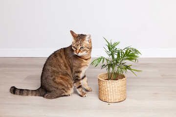 Brown tabby kitten eating kentia chamedorea houseplant. Domestic cat nibbling on a green plant