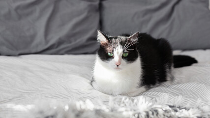 Green eyes black and white domestic cat on bed