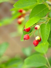 庭のジューンベリーの実のクローズアップ