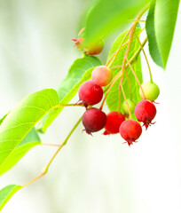 庭のジューンベリーの実のクローズアップ