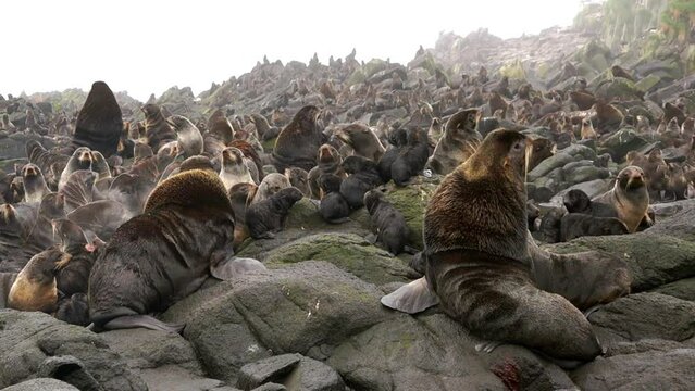 Family of northern fur seal Callorhinus ursinus eared Otariidae on stone rocks of coast in wild nature with with sound. Concept of marine pinniped predatory animals.