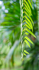 Fototapeta na wymiar selective focus dangling fern leaves are very beautiful with a bokeh background
