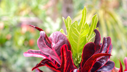 Croton Petra plant close-up. Botanical name is Codiaeum Variegatum. © arthierry