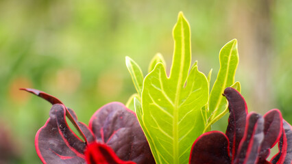 Croton Petra plant close-up. Botanical name is Codiaeum Variegatum. © arthierry