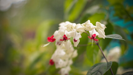 White red bleeding heart vine flower Clerodendrum thomsoniae blooming in garden background.