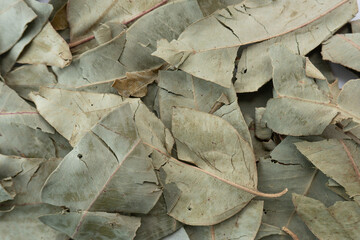 Aromatic dry leaves of natural eucalyptus