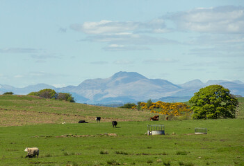 Fototapeta na wymiar Cattle in a field in front of Ben Lomond Scotland, mountain landscape