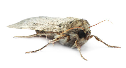 Single Hoplodrina ambigua moth isolated on white
