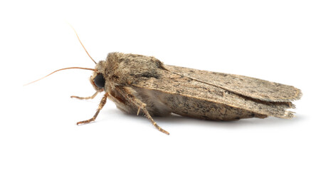 Single Hoplodrina ambigua moth isolated on white