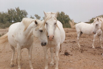 Obraz na płótnie Canvas Wild horses Camargue, France
