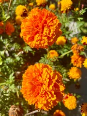 marigolds