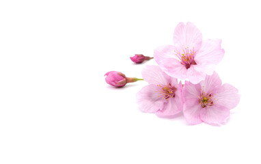 Fototapeta na wymiar Cherry blossom isolated on white background. sign of spring