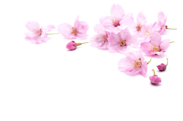 Obraz na płótnie Canvas Cherry blossom isolated on white background. sign of spring