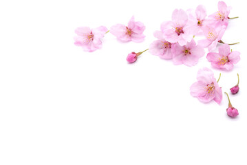 Plakat Cherry blossom isolated on white background. sign of spring