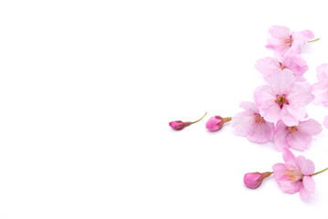 Naklejka na ściany i meble Cherry blossom isolated on white background. sign of spring
