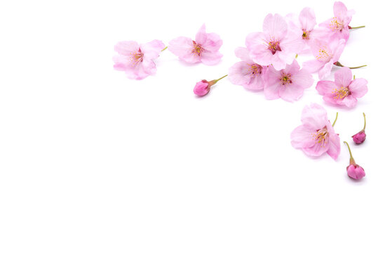 Cherry blossom isolated on white background. sign of spring