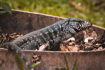 Lagarto
