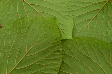 Fototapeta na wymiar Witch Hobble Leaves, Viburnum lantanoides, Adirondack Forest Preserve, New York, USA