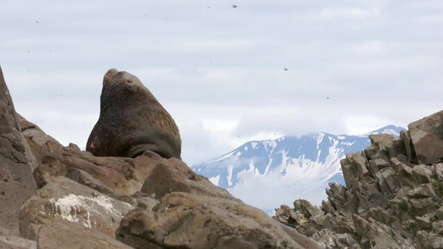 Eared seal female animal with cubs on stones of rock on coast of Sea of Okhotsk. Family of Steller's northern sea lion Eumetopias jubatus marine mammal animal.