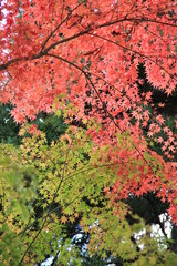 秋の風景/紅葉が進むカエデ