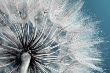 Beautiful fluffy dandelion flower on pale light blue background, closeup. Color toned