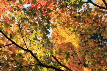 秋の風景/紅葉が進むカエデ