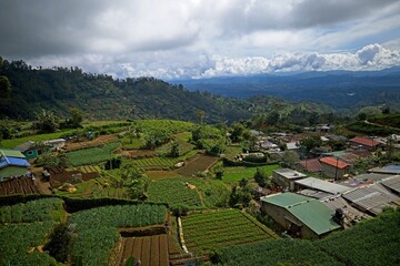 Fototapeta na wymiar Landscape with green fields of tea in Sri Lanka