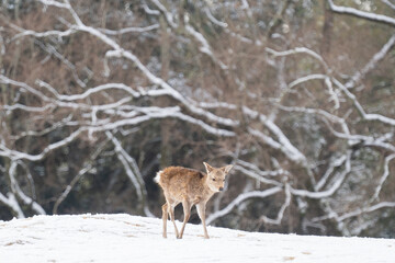 雪原を歩く子鹿 / A fawn walking in a snow field
